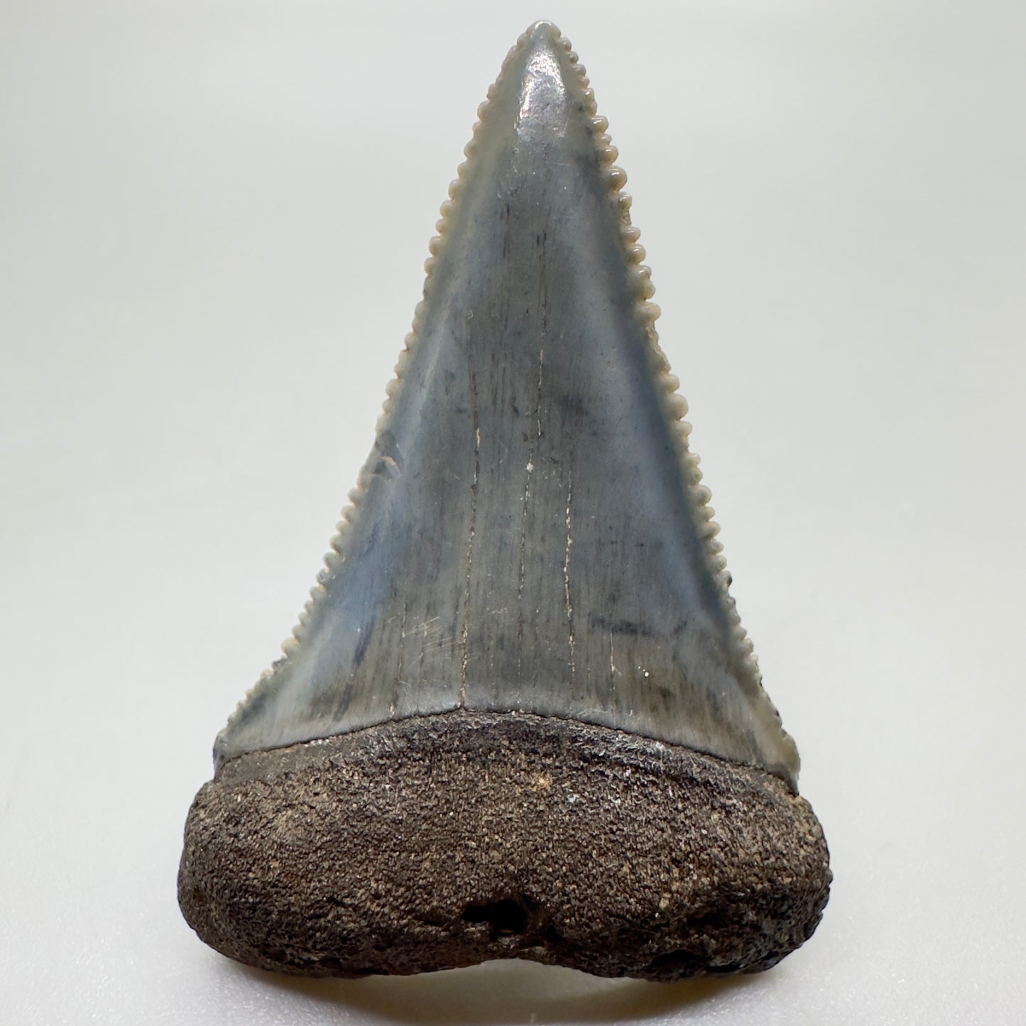 Beautiful, sharply serrated 1.77" Fossil Great White Tooth from South Carolina GW1060 - Front