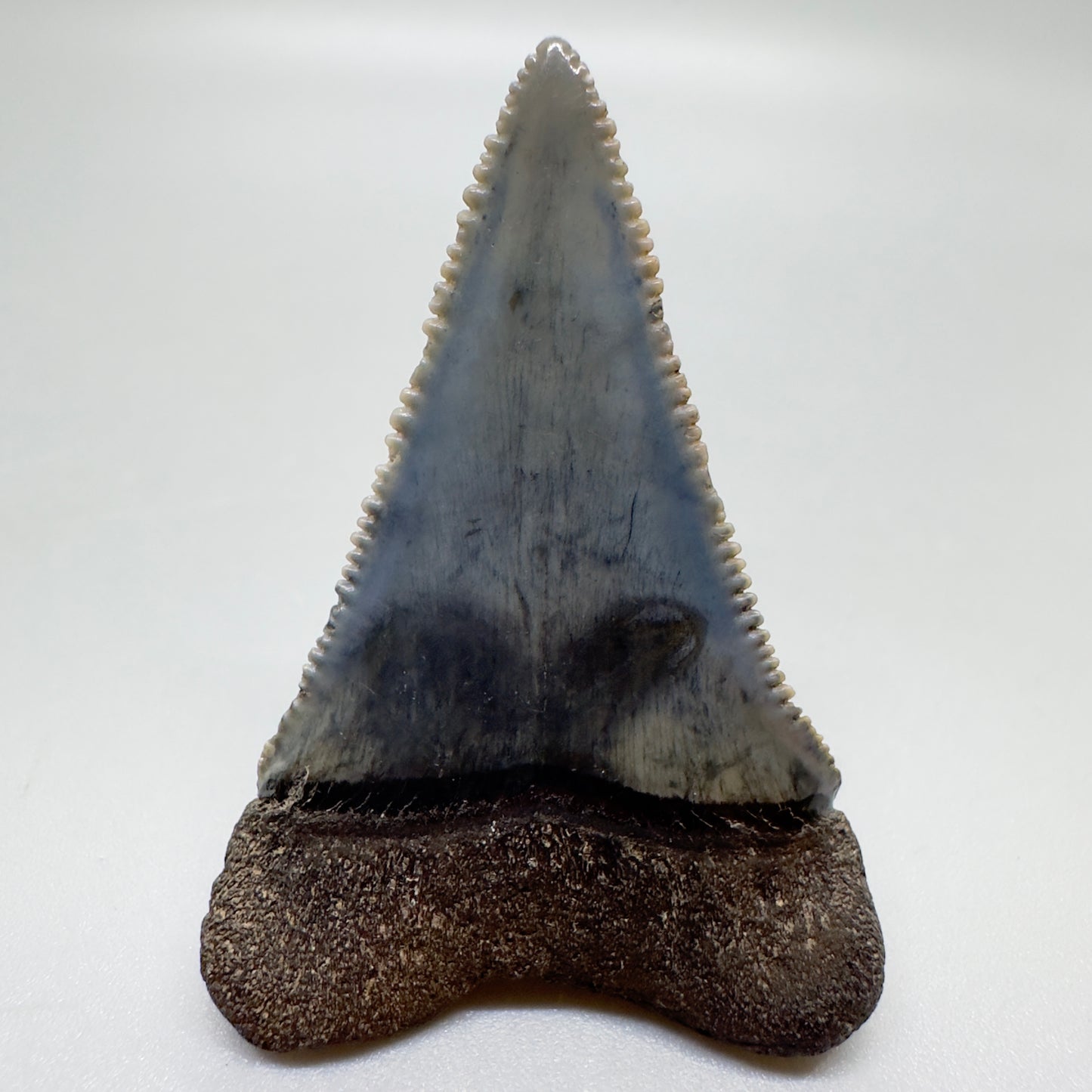 Beautiful, sharply serrated 1.77" Fossil Great White Tooth from South Carolina GW1060 - Back