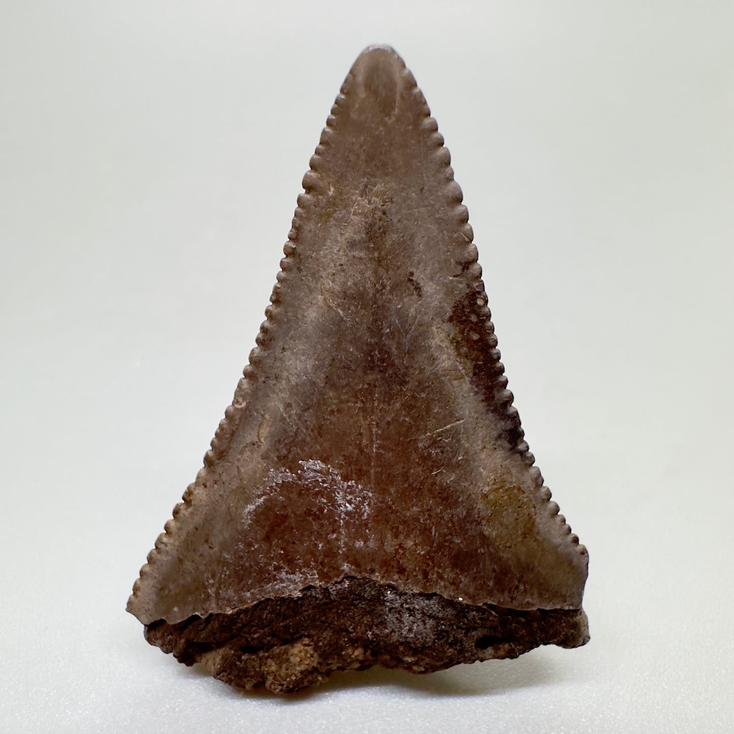 Brown 1.62" Great White Shark Tooth Serrated from Georgia GW1061 - Back