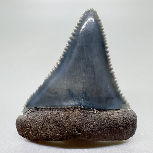Beautiful, sharply serrated 1.70" Fossil Great White Tooth from South Carolina GM1058 - Front