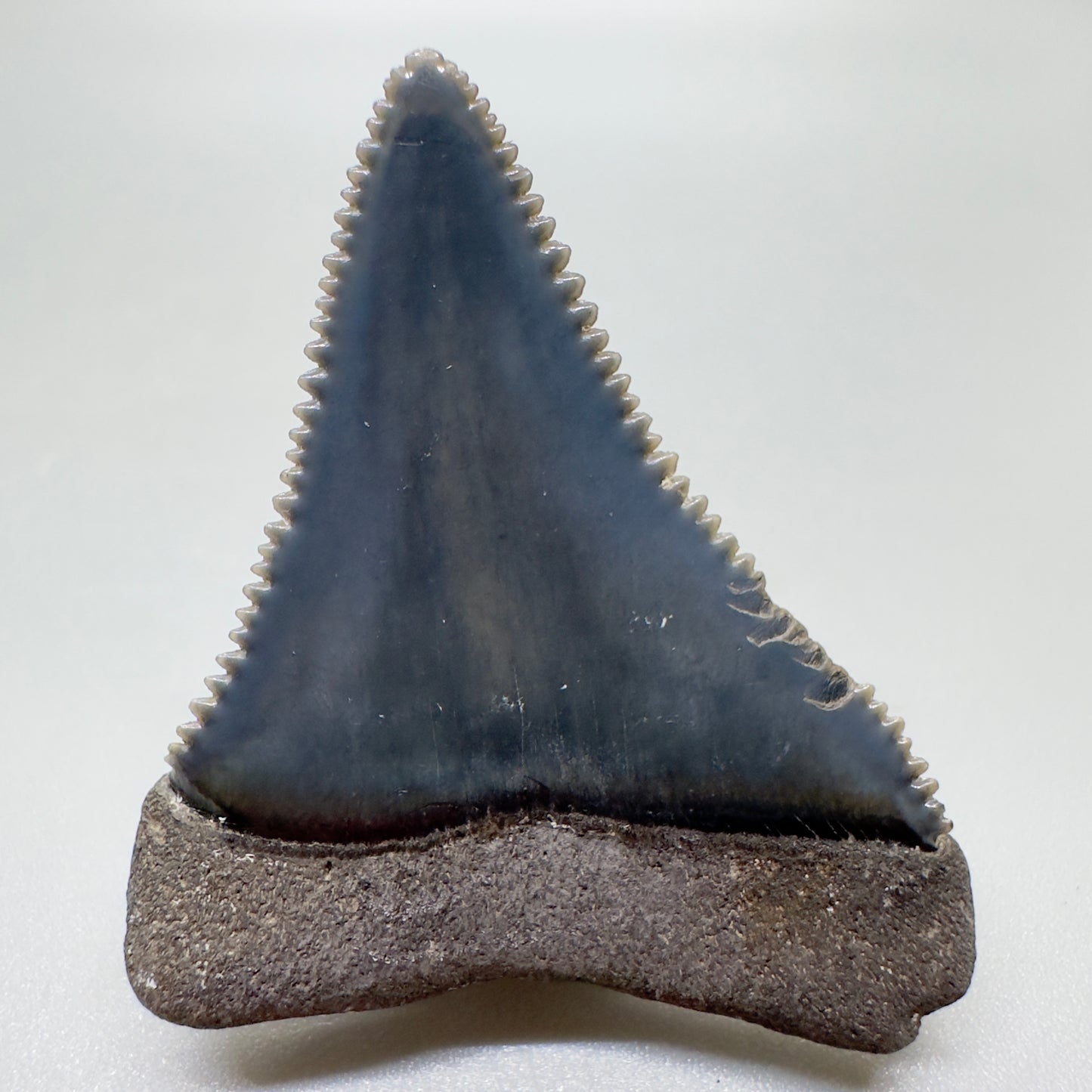 Beautiful, sharply serrated 1.70" Fossil Great White Tooth from South Carolina GM1058 - Back