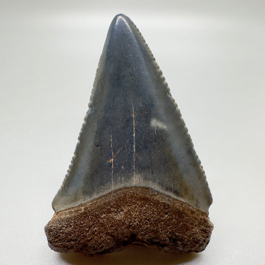 1.82" Fossil Great White Tooth: Beauty from South Carolina GW1057 - Front