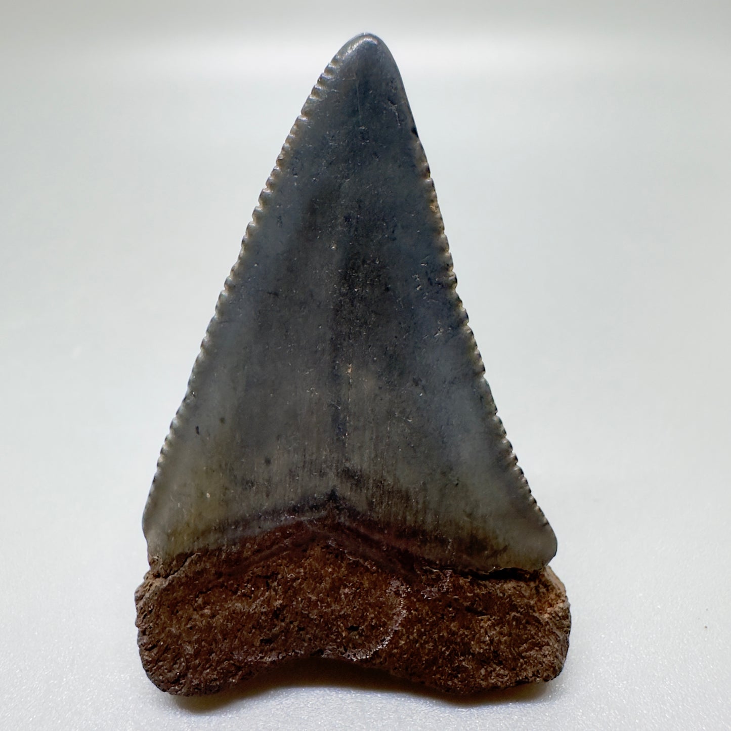 1.82" Fossil Great White Tooth: Beauty from South Carolina GW1057 - Back