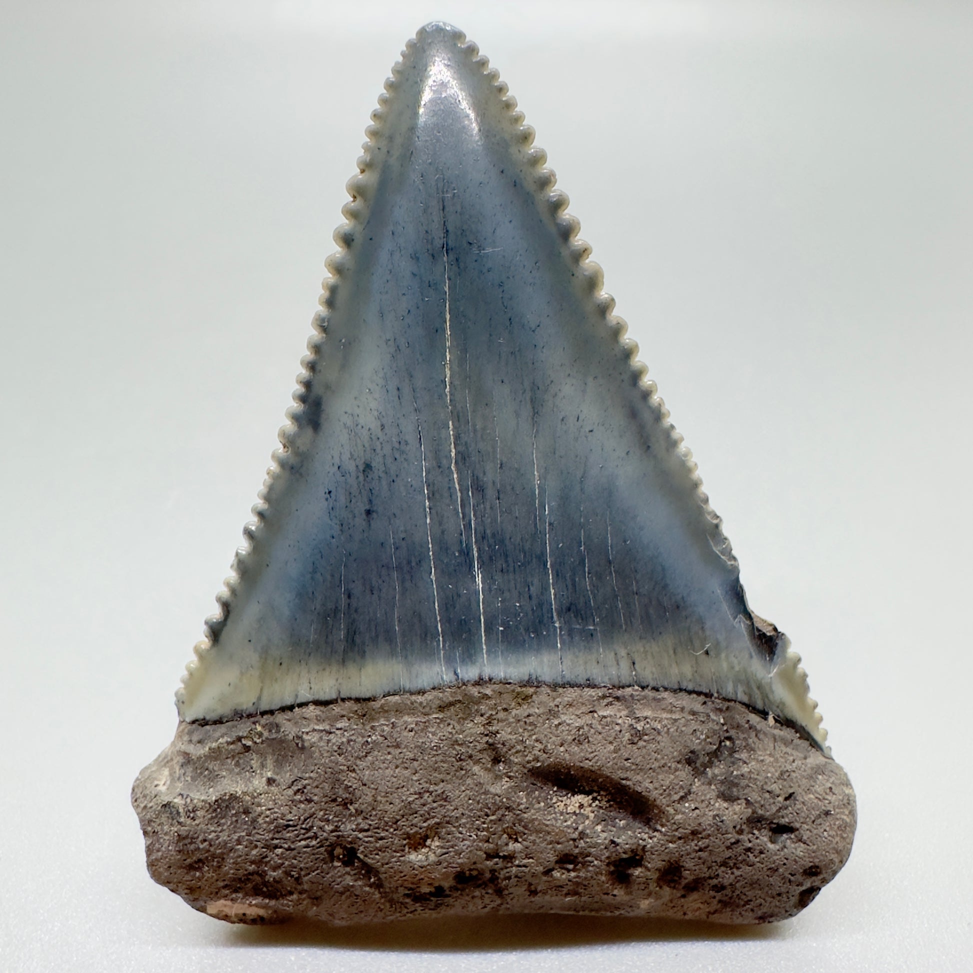 Colorful, sharply serrated 2.29" Fossil Great White Tooth from Sarasota, Florida GW1056 - Front