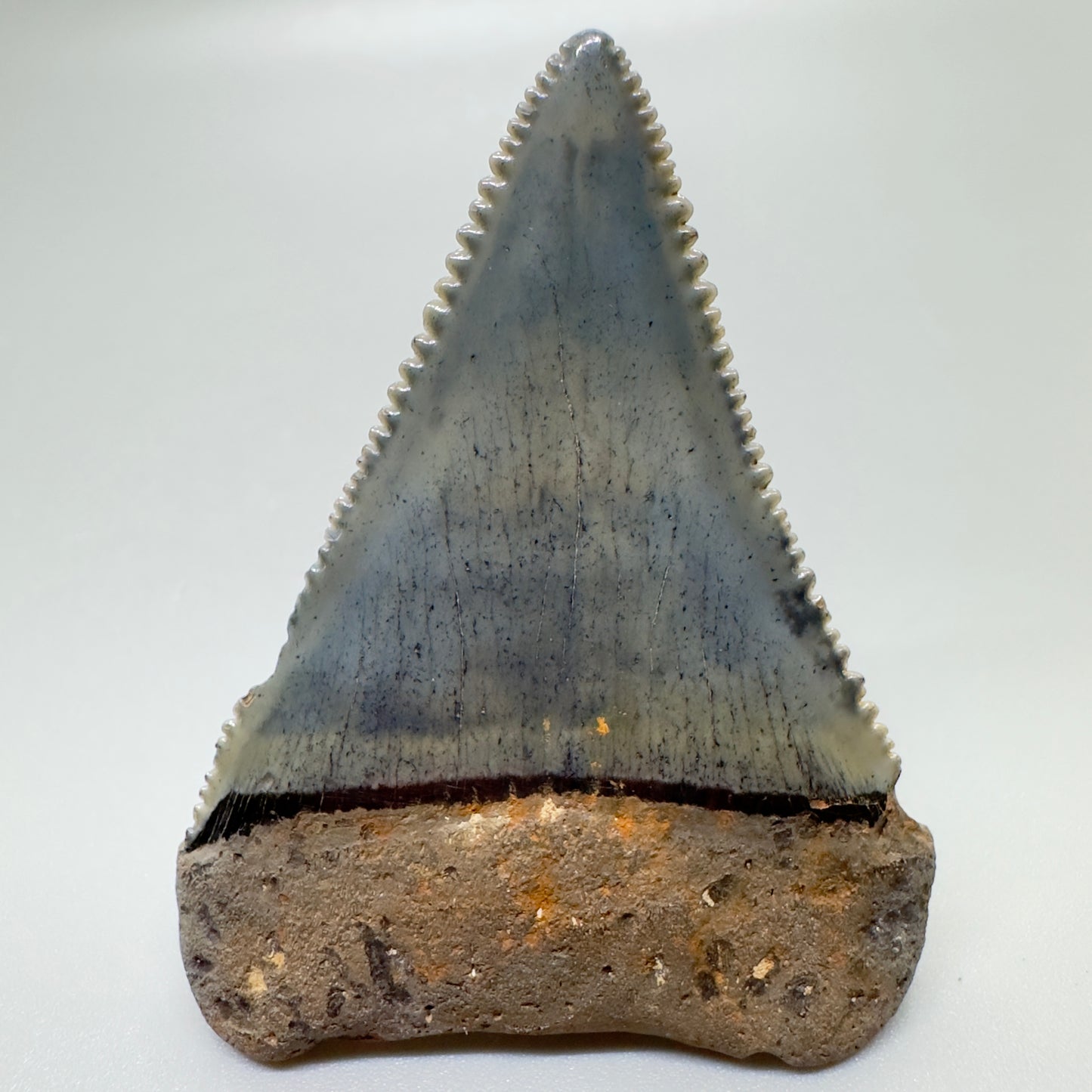 Colorful, sharply serrated 2.29" Fossil Great White Tooth from Sarasota, Florida GW1056 - Back