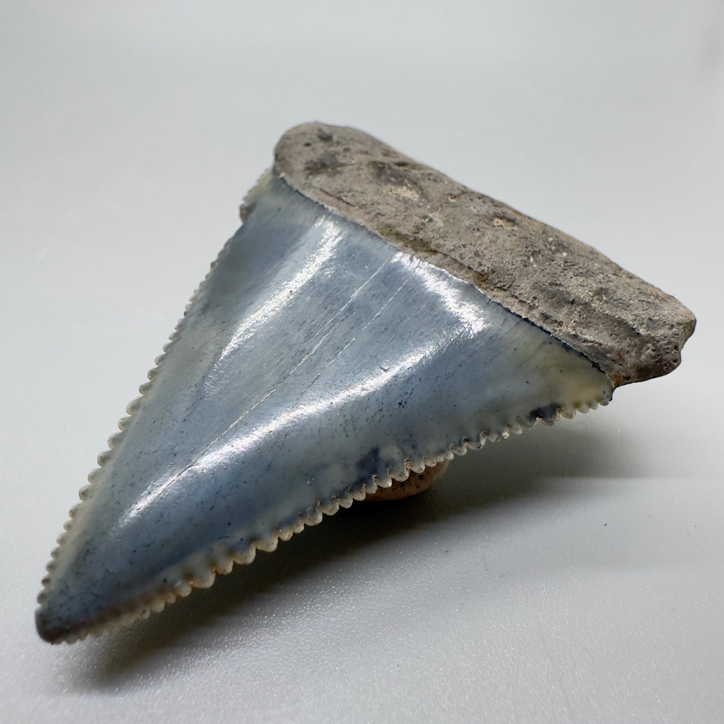 Colorful, sharply serrated 2.29" Fossil Great White Tooth from Sarasota, Florida GW1056 - Front right