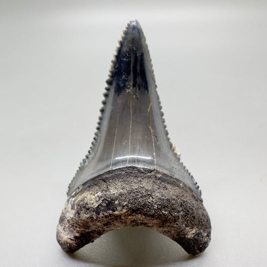 Colorful Lower 1.51" Fossil Great White Tooth from Sarasota, Florida GW1054 - Front