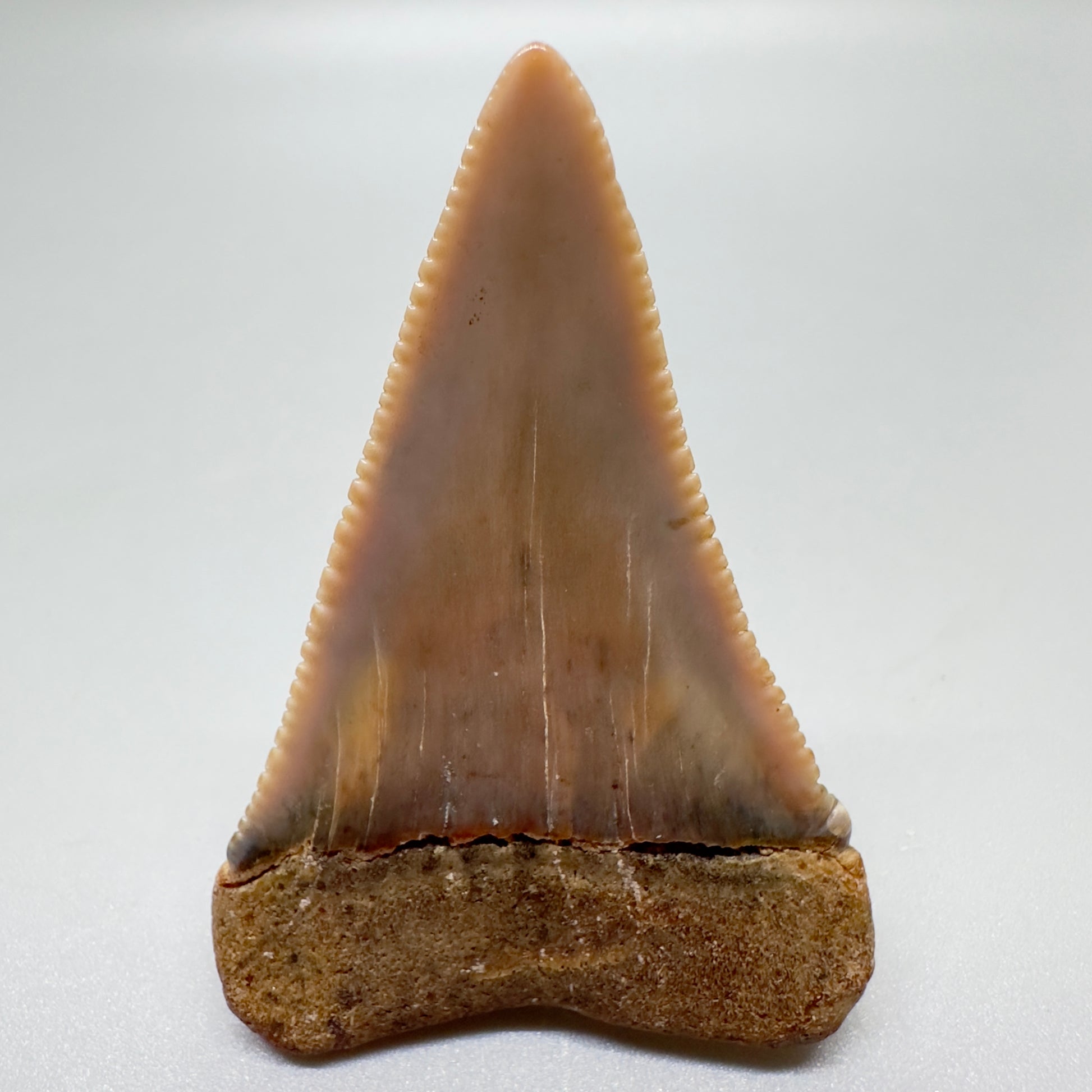 Pink and blue 2.10" Serrated Fossil Great White Tooth from Sacaco, Peru GW1053 - Back