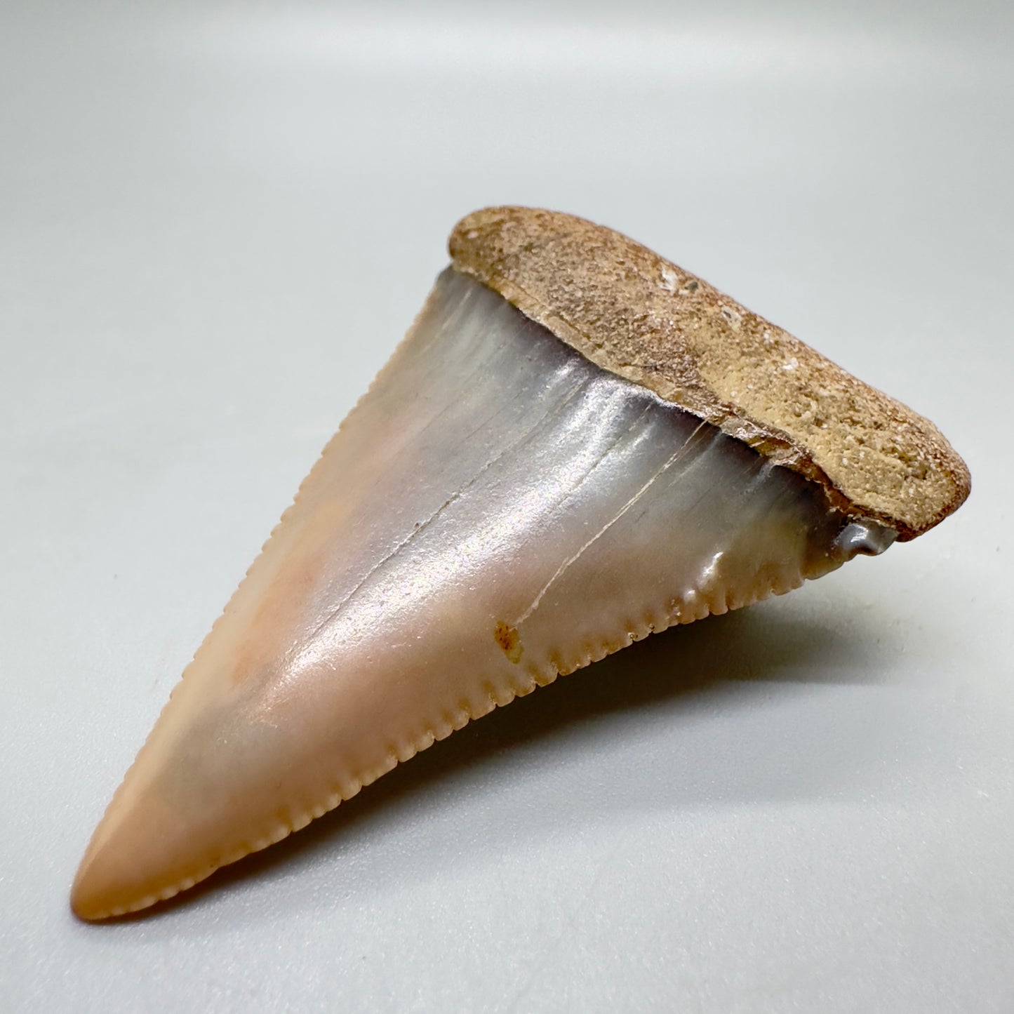 Pink and blue 2.10" Serrated Fossil Great White Tooth from Sacaco, Peru GW1053 - Front right