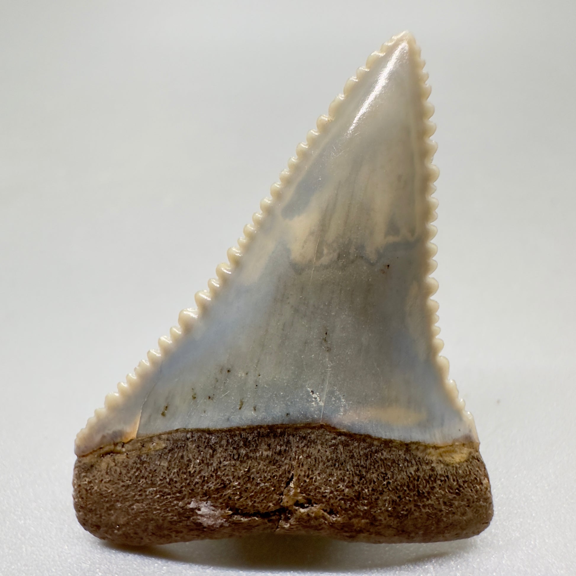 Serrated 1.51" Colorful Fossil Great White Tooth from Sacaco, Peru - Unique Collectible GW1052 - Front