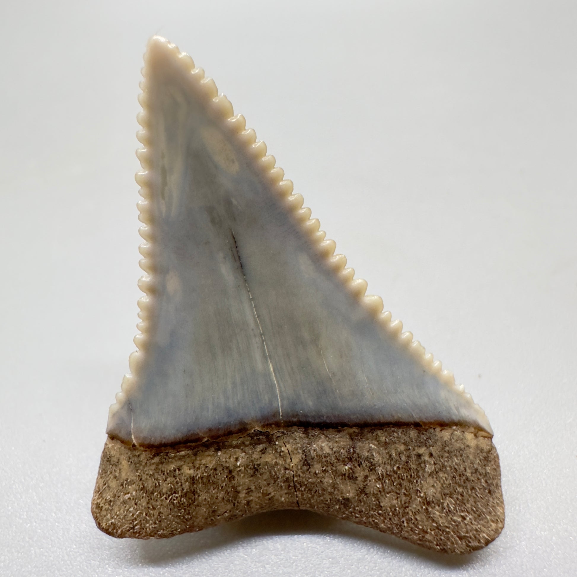 Serrated 1.51" Colorful Fossil Great White Tooth from Sacaco, Peru - Unique Collectible GW1052 - Back