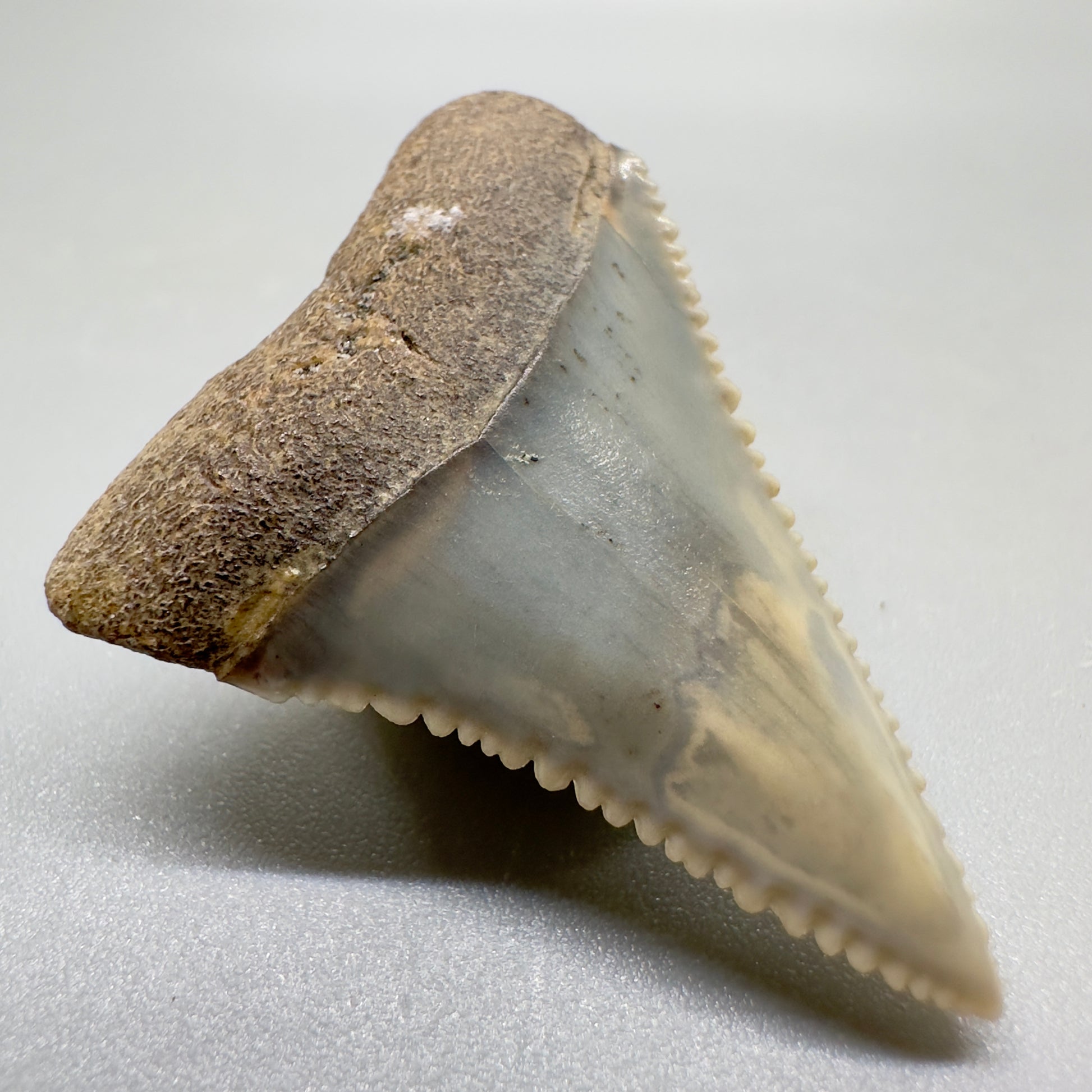 Serrated 1.51" Colorful Fossil Great White Tooth from Sacaco, Peru - Unique Collectible GW1052 - Front left