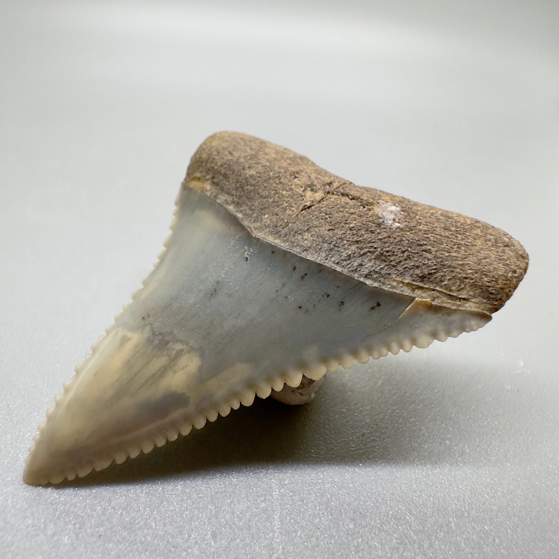 Serrated 1.51" Colorful Fossil Great White Tooth from Sacaco, Peru - Unique Collectible GW1052 - Front right