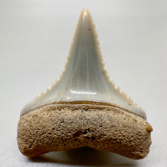 Juvenile lower 1.05" Sharply Serrated Fossil Great White Tooth from Peru GW1050 - Front