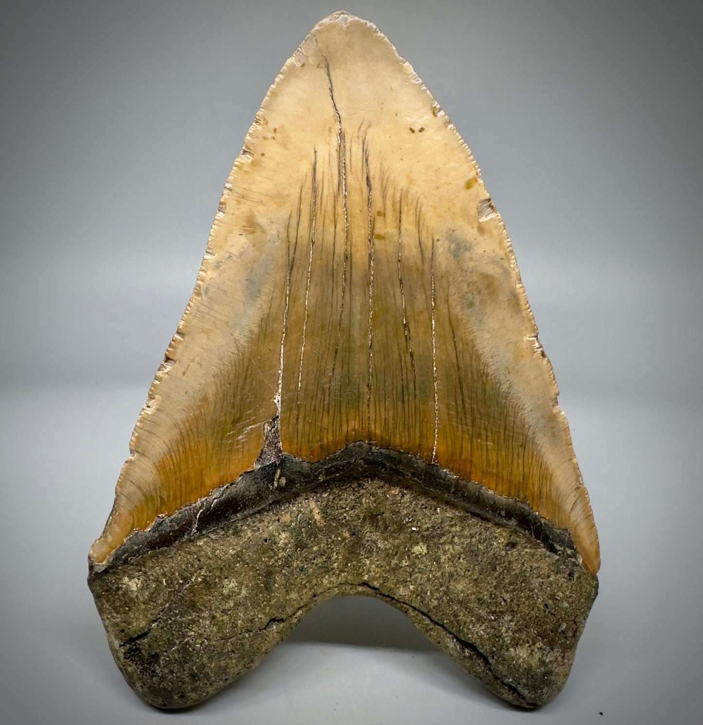 LARGE, colorful 5.24" Fossil Megalodon Tooth - Wilmington North Carolina CM5300 - Back