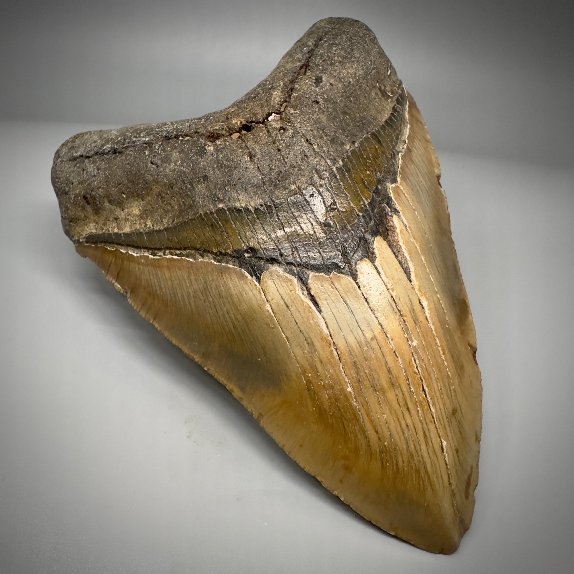 LARGE, colorful 5.24" Fossil Megalodon Tooth - Wilmington North Carolina CM5300 - Front Left 1