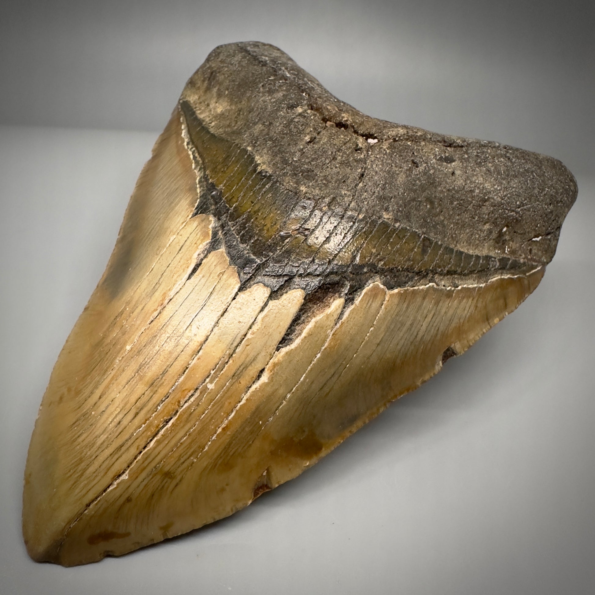 LARGE, colorful 5.24" Fossil Megalodon Tooth - Wilmington North Carolina CM5300 - Front Right 2