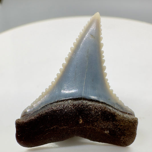 Juvenile 0.96" Sharply Serrated Blue Fossil Great White Tooth from Peru GW1047 - Front