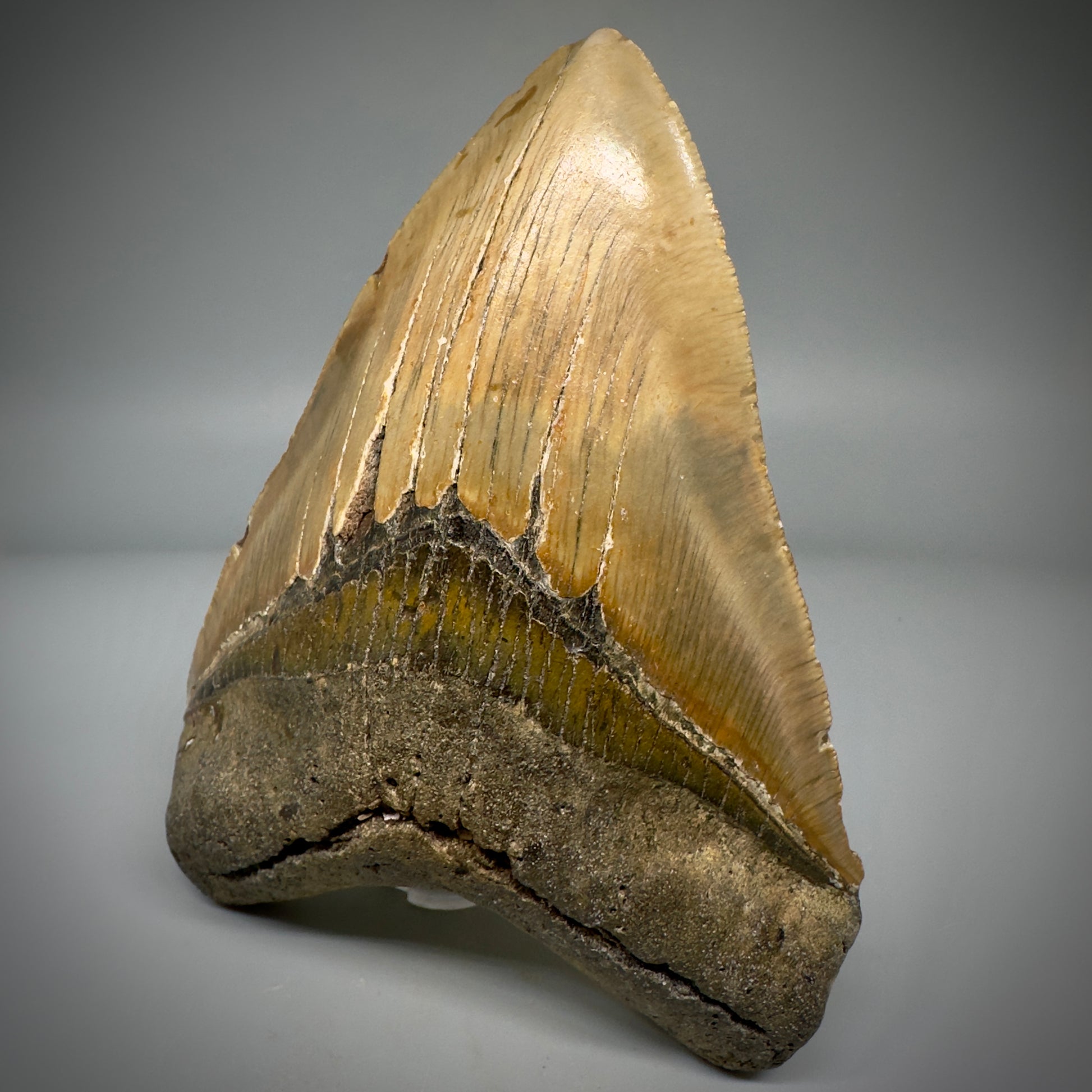 LARGE, colorful 5.24" Fossil Megalodon Tooth - Wilmington North Carolina CM5300 - Front Right