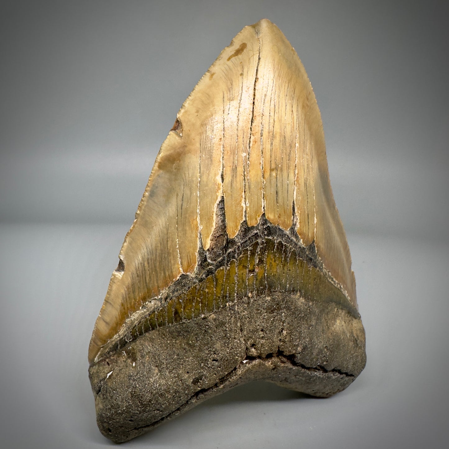 LARGE, colorful 5.24" Fossil Megalodon Tooth - Wilmington North Carolina CM5300 - Front Left
