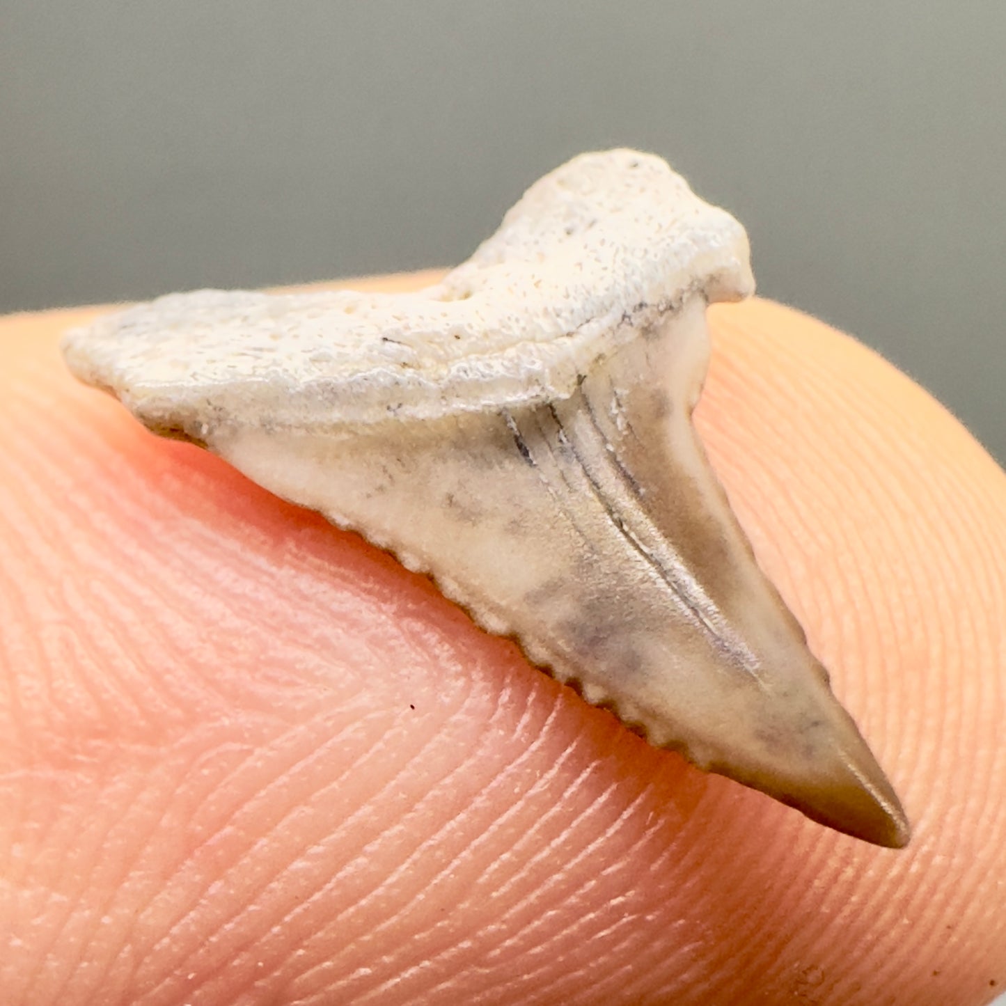Rare baby, with cusps 0.57" Fossil Great White Tooth from Peru GW1046 front in finger