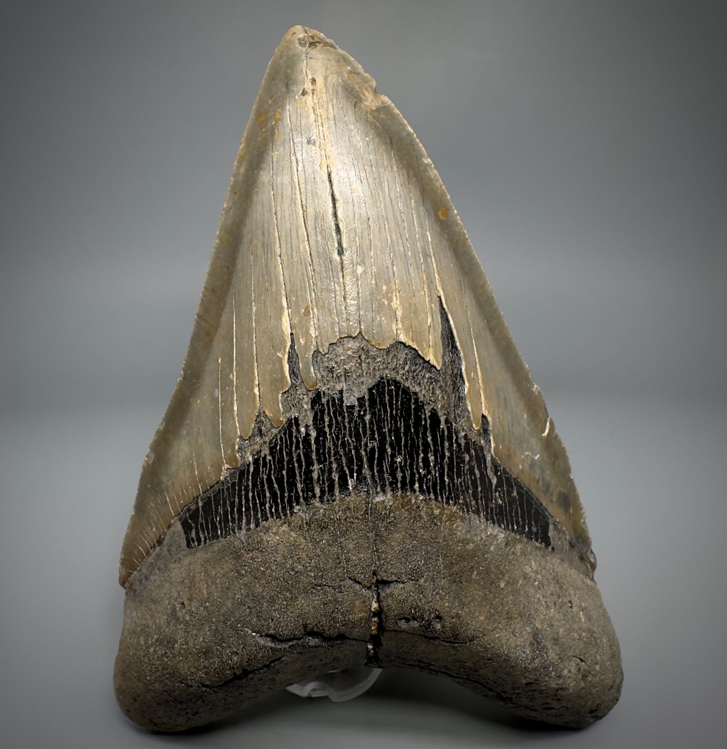 LARGE LOWER, serrated 5.73" Fossil Megalodon Tooth - Wilmington North Carolina CM5301 - Front 1