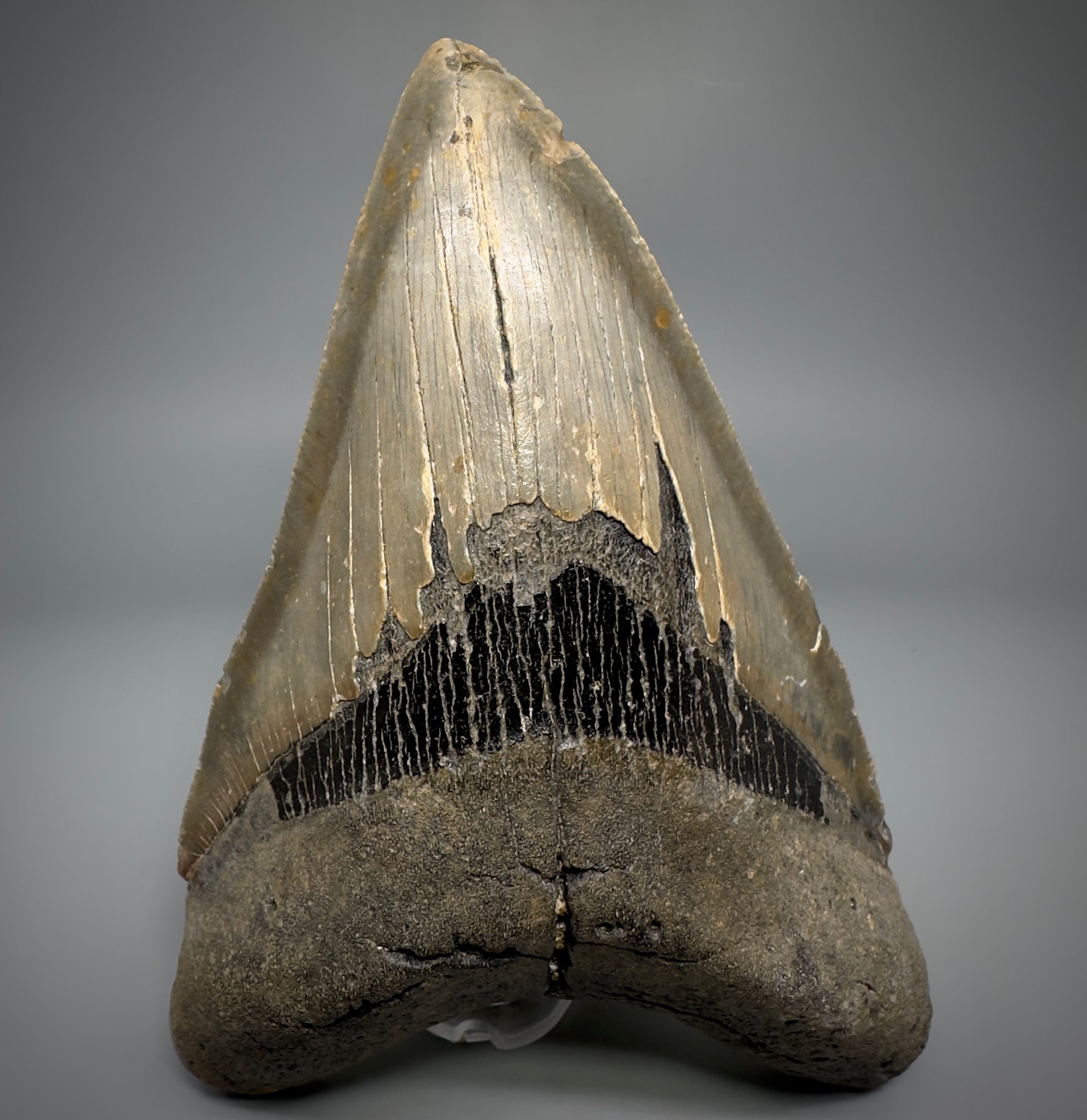 LARGE LOWER, serrated 5.73" Fossil Megalodon Tooth - Wilmington North Carolina CM5301 - Front 1