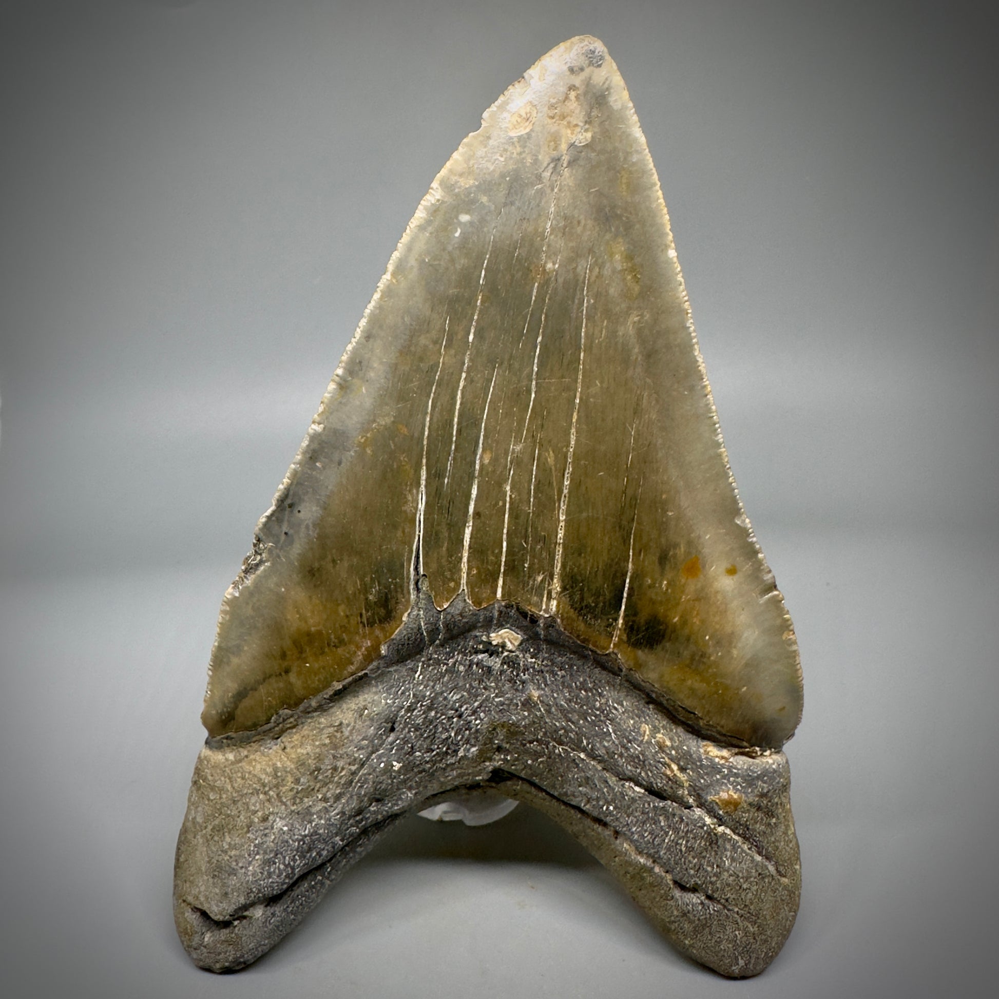 LARGE LOWER, serrated 5.73" Fossil Megalodon Tooth - Wilmington North Carolina CM5301 - Back
