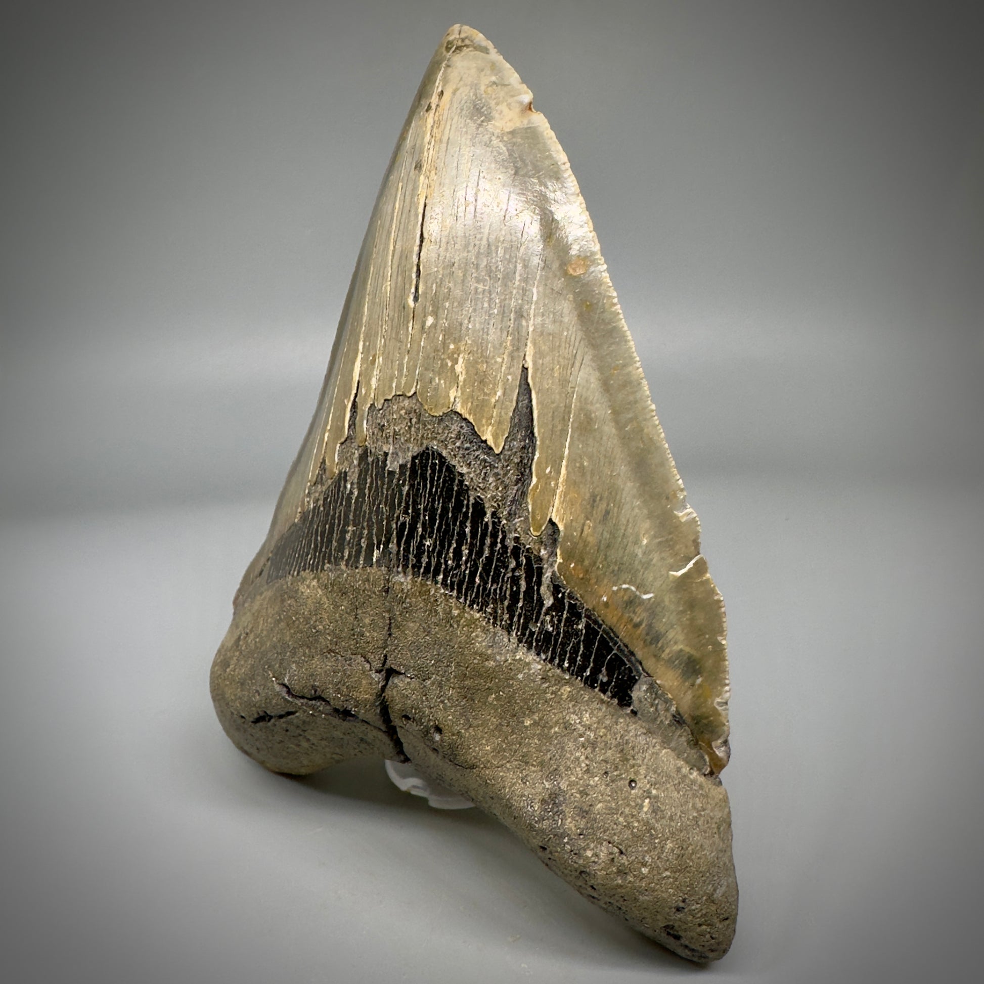 LARGE LOWER, serrated 5.73" Fossil Megalodon Tooth - Wilmington North Carolina CM5301 - Front Right