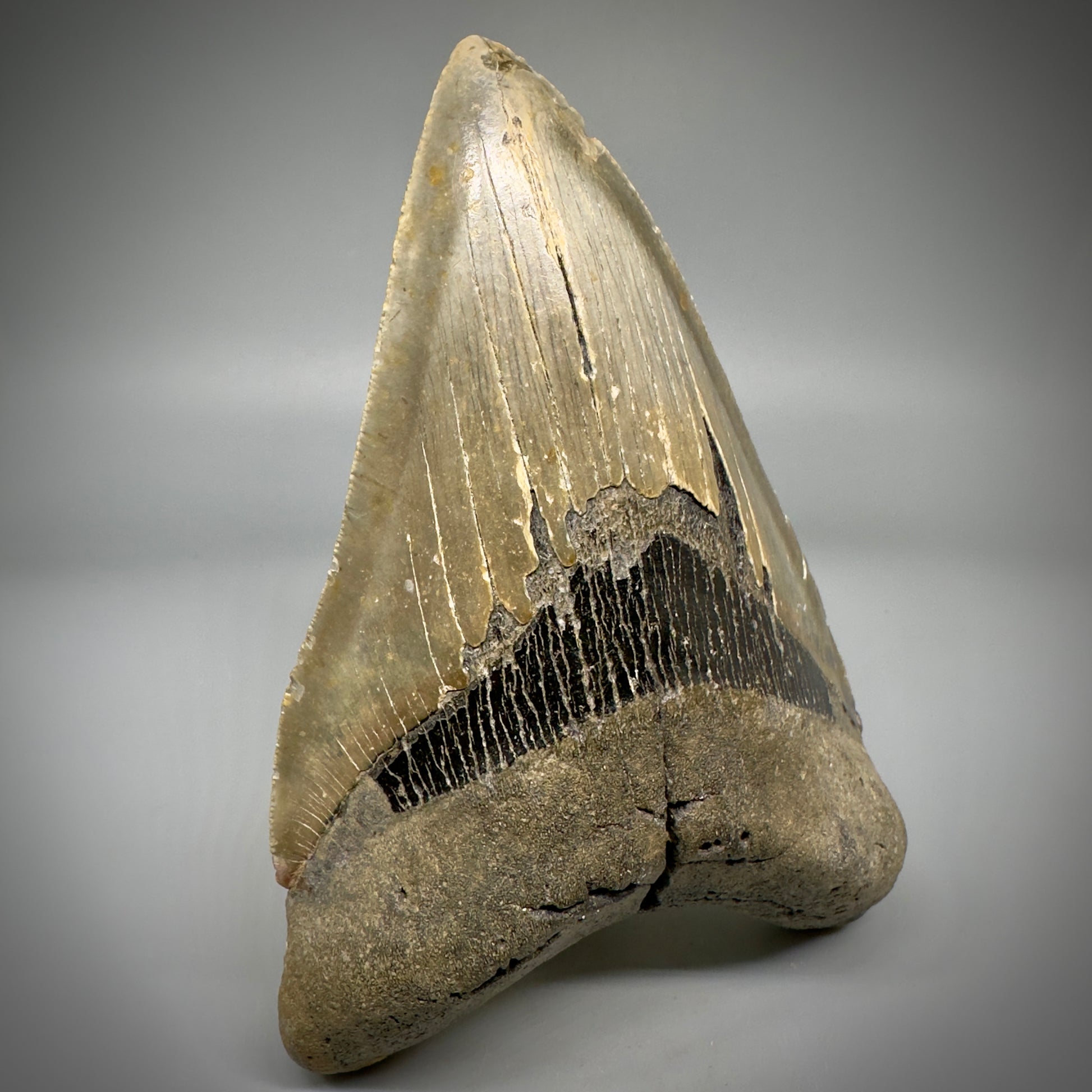 LARGE LOWER, serrated 5.73" Fossil Megalodon Tooth - Wilmington North Carolina CM5301 - Front Left