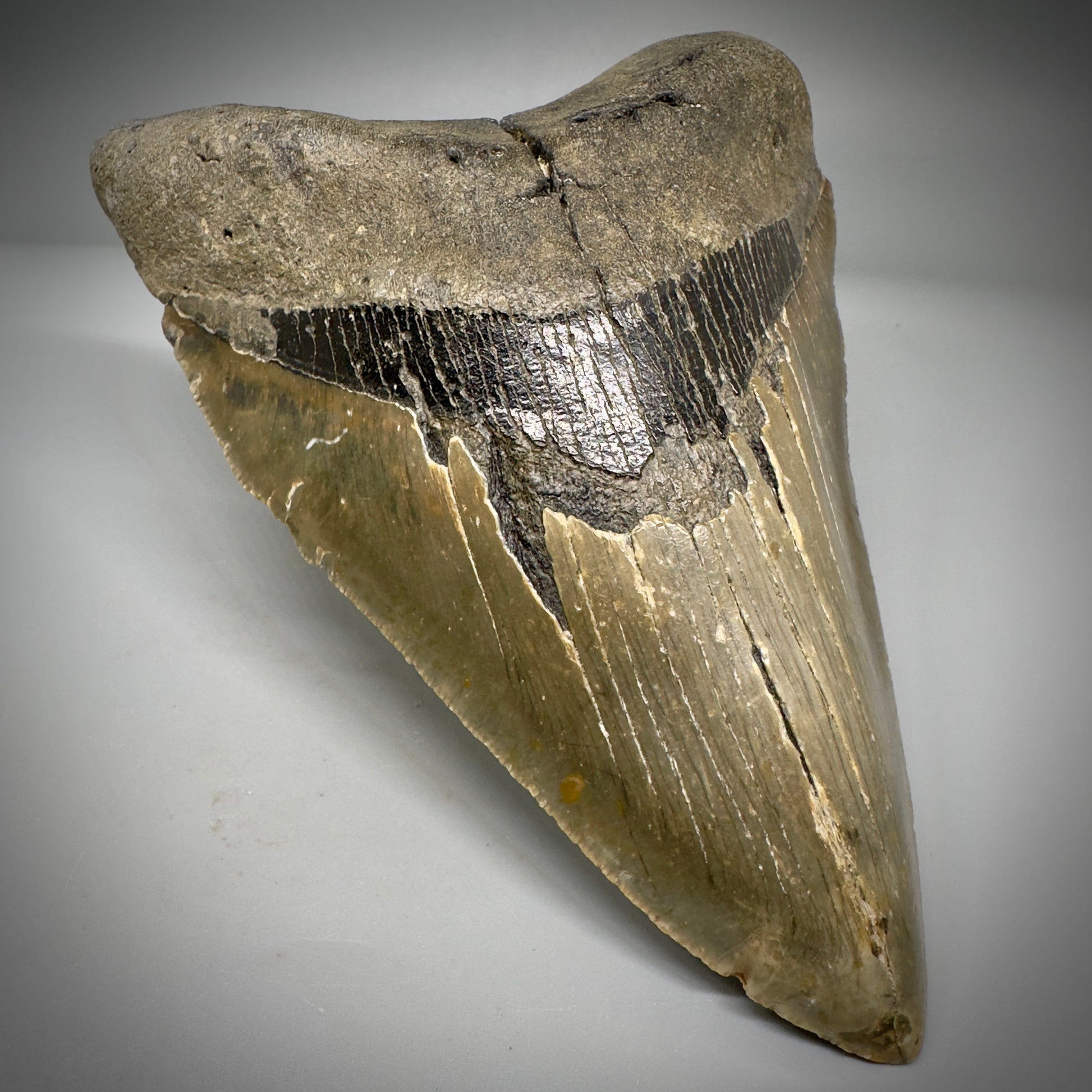 LARGE LOWER, serrated 5.73" Fossil Megalodon Tooth - Wilmington North Carolina CM5301 - Front Left 1