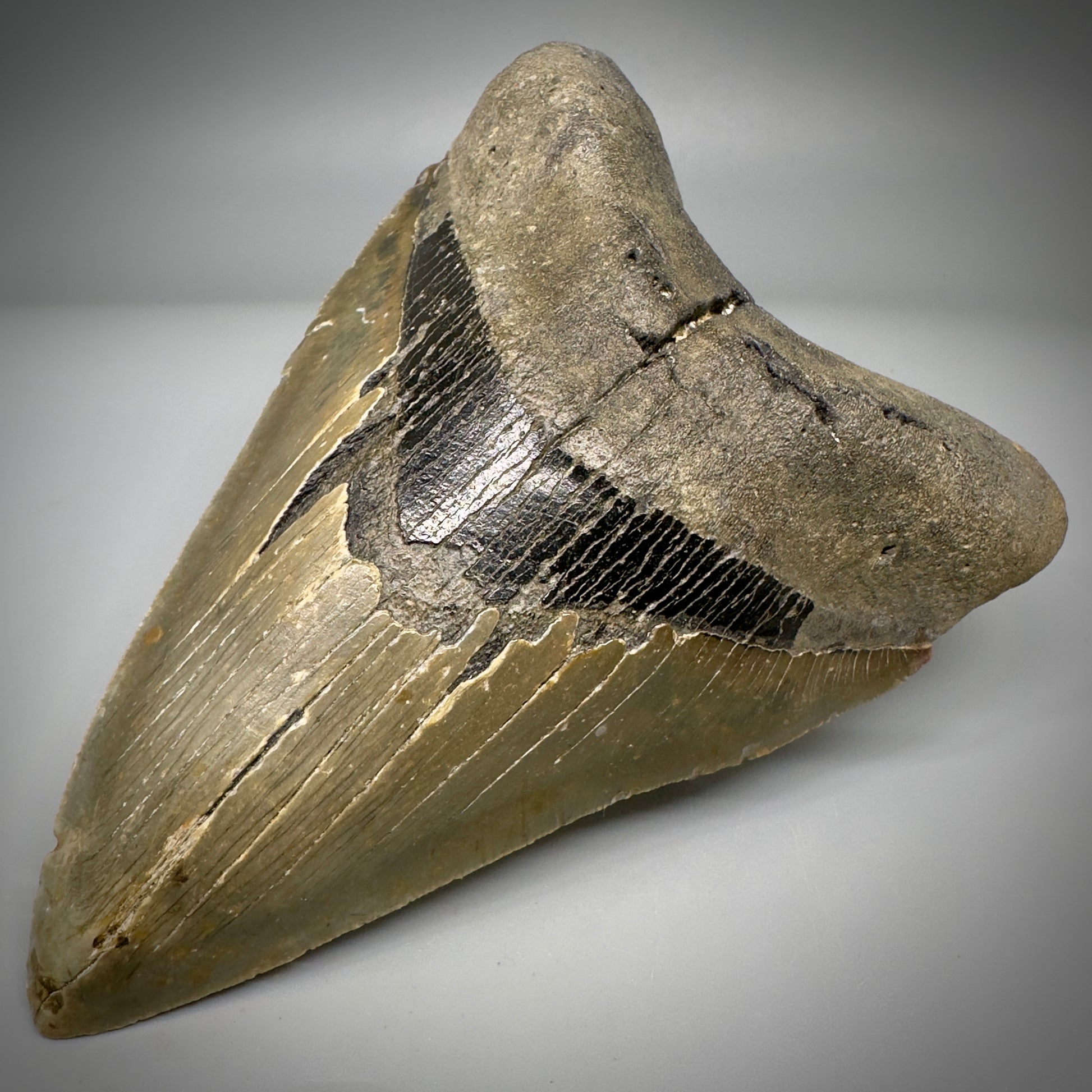 LARGE LOWER, serrated 5.73" Fossil Megalodon Tooth - Wilmington North Carolina CM5301 - Front Right 1