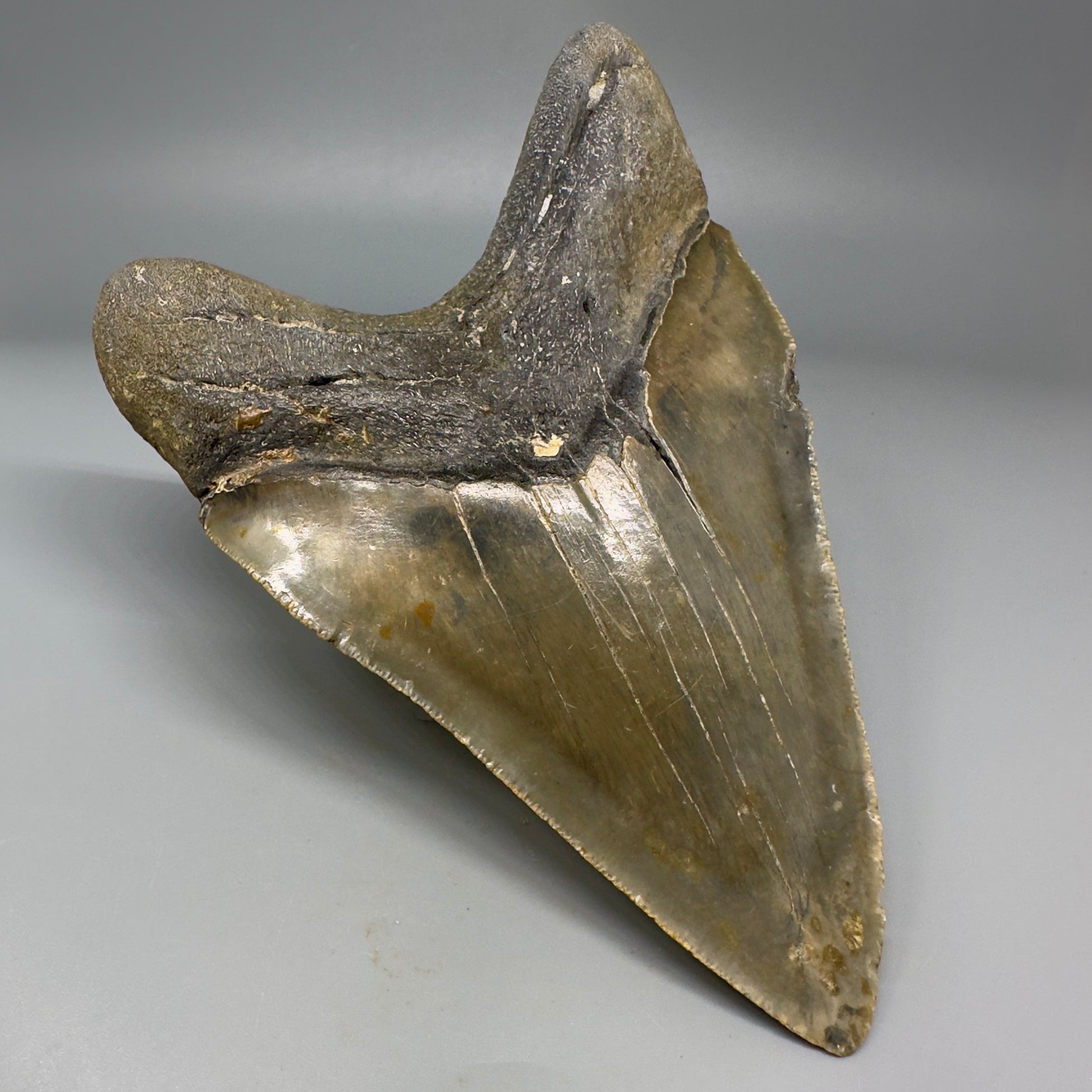LARGE LOWER, serrated 5.73" Fossil Megalodon Tooth - Wilmington North Carolina CM5301 - Back Left