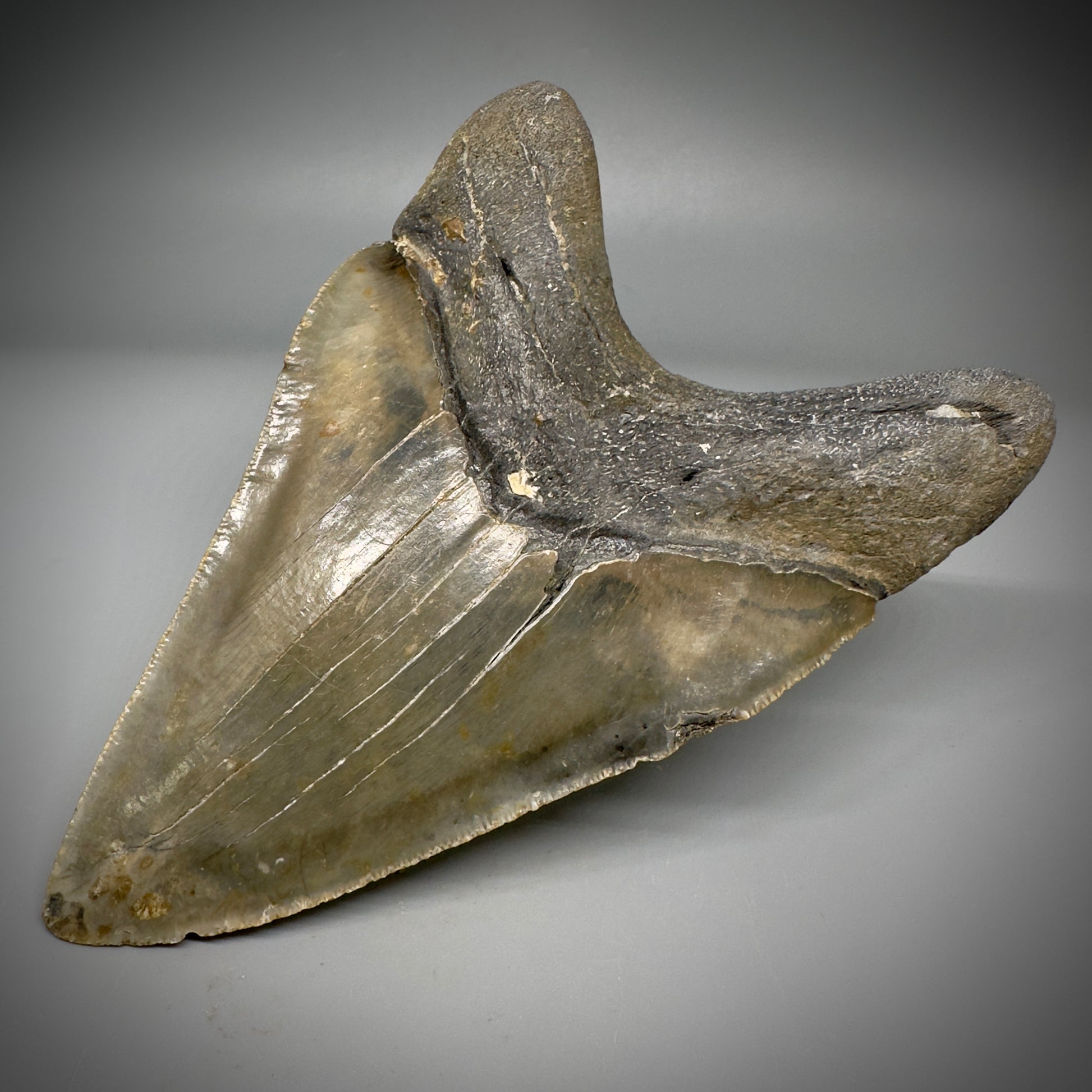 LARGE LOWER, serrated 5.73" Fossil Megalodon Tooth - Wilmington North Carolina CM5301 - Back Right