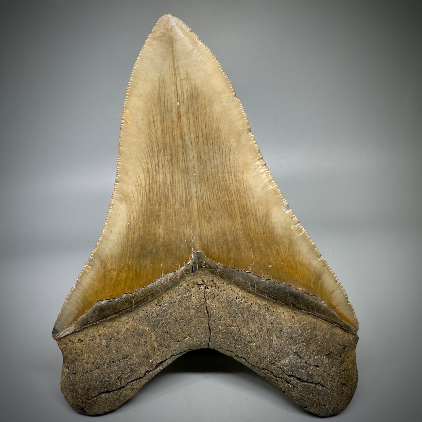 LARGE LOWER, serrated 5.94" Fossil Megalodon Tooth - Wilmington North Carolina CM5302 - Back 