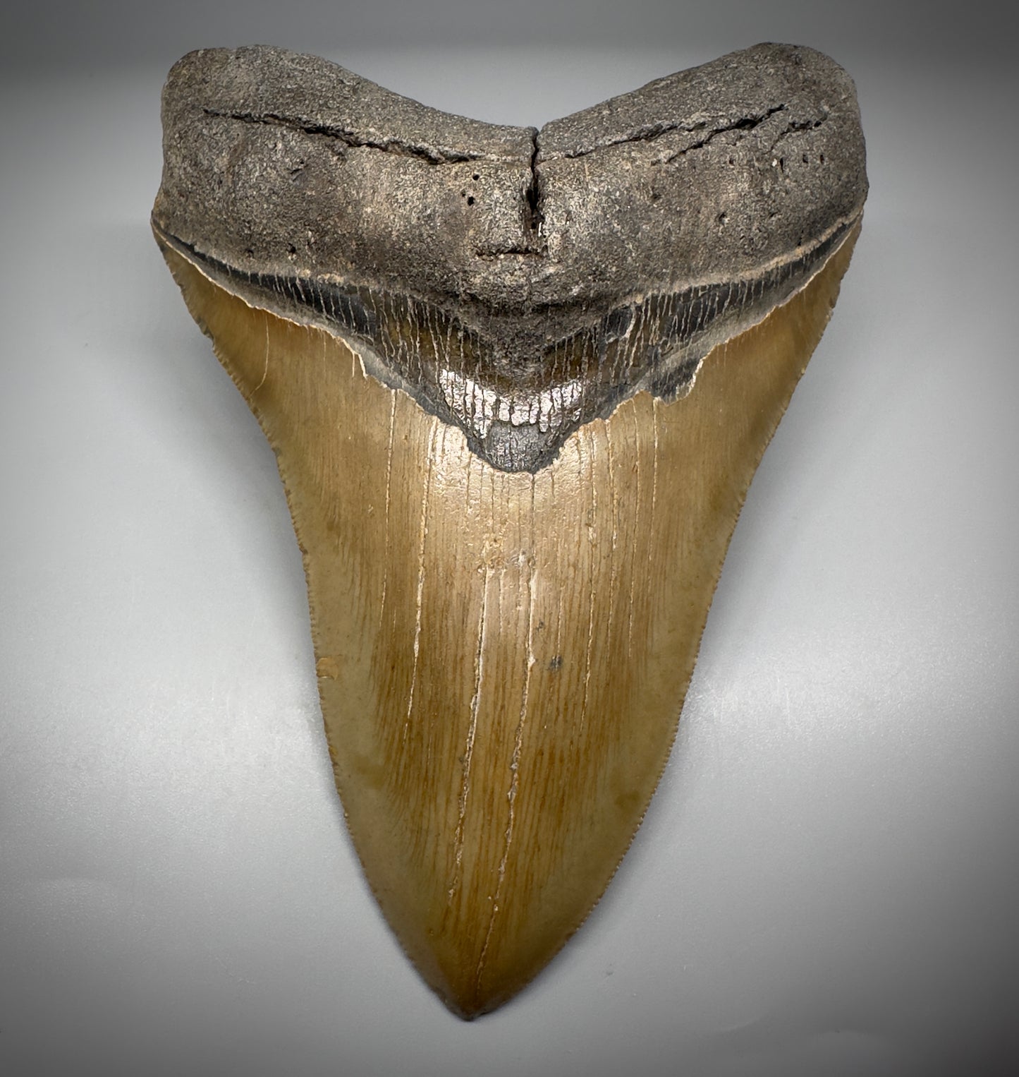 LARGE LOWER, serrated 5.94" Fossil Megalodon Tooth - Wilmington North Carolina CM5302 - Front 1