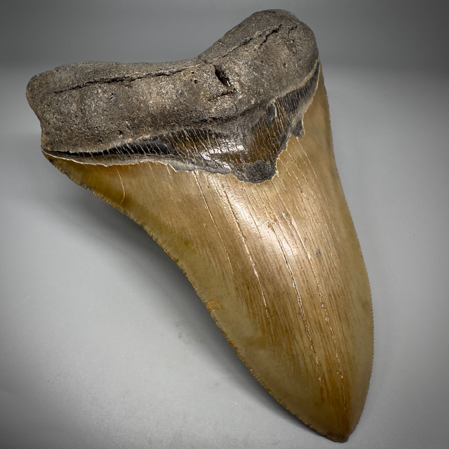 LARGE LOWER, serrated 5.94" Fossil Megalodon Tooth - Wilmington North Carolina CM5302 - Front Left