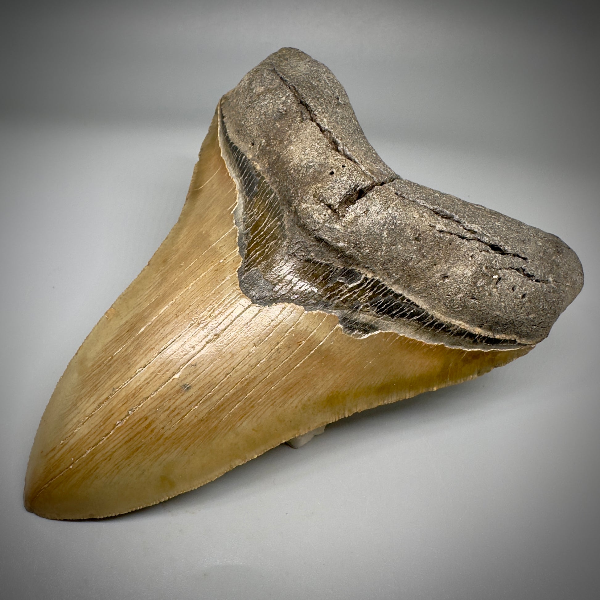 LARGE LOWER, serrated 5.94" Fossil Megalodon Tooth - Wilmington North Carolina CM5302 - Front Right