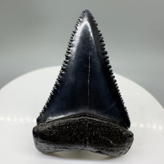 Jet Black, sharply serrated 1.67" Fossil Great White Tooth from South Carolina GW1059 - Front