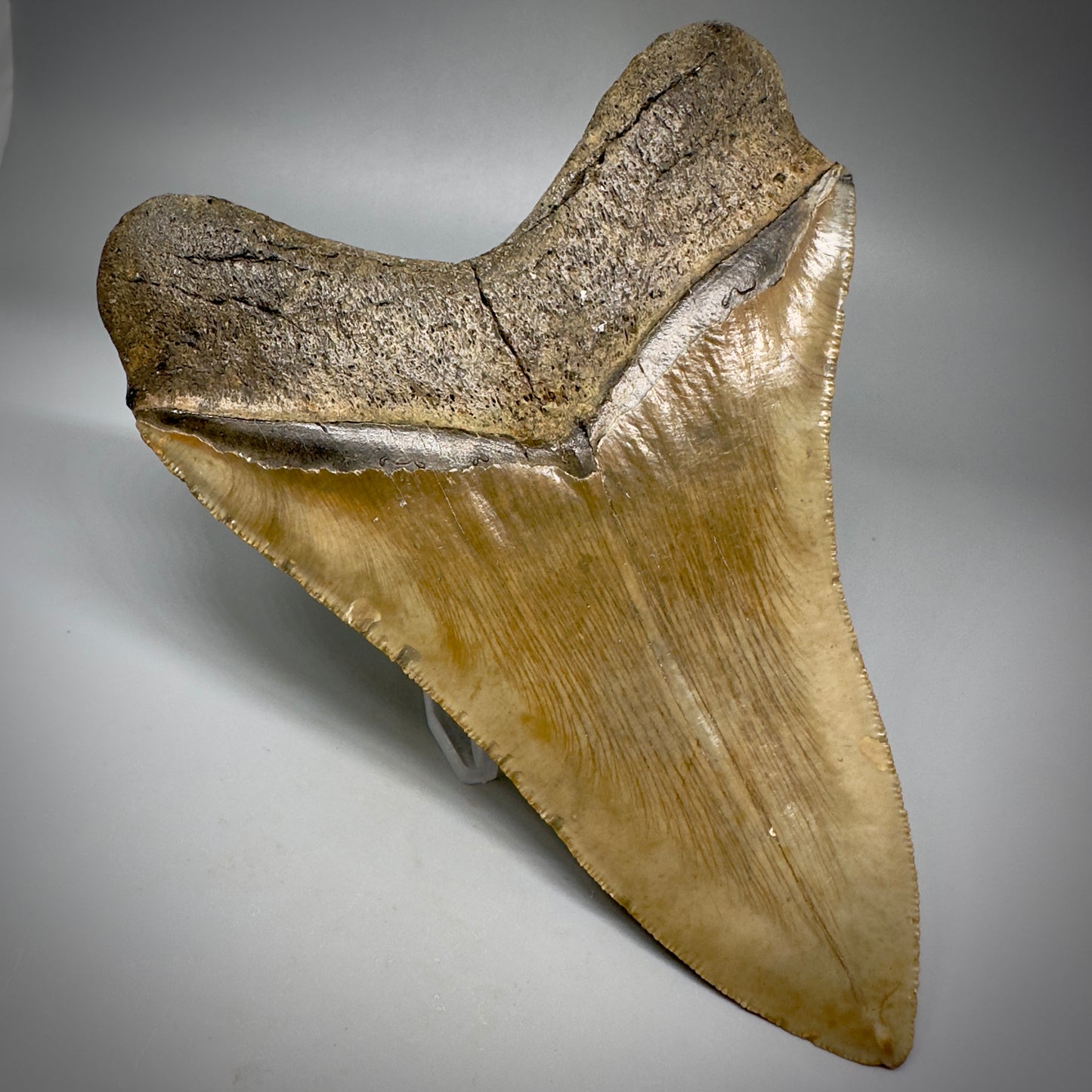 LARGE LOWER, serrated 5.94" Fossil Megalodon Tooth - Wilmington North Carolina CM5302 - Back Left