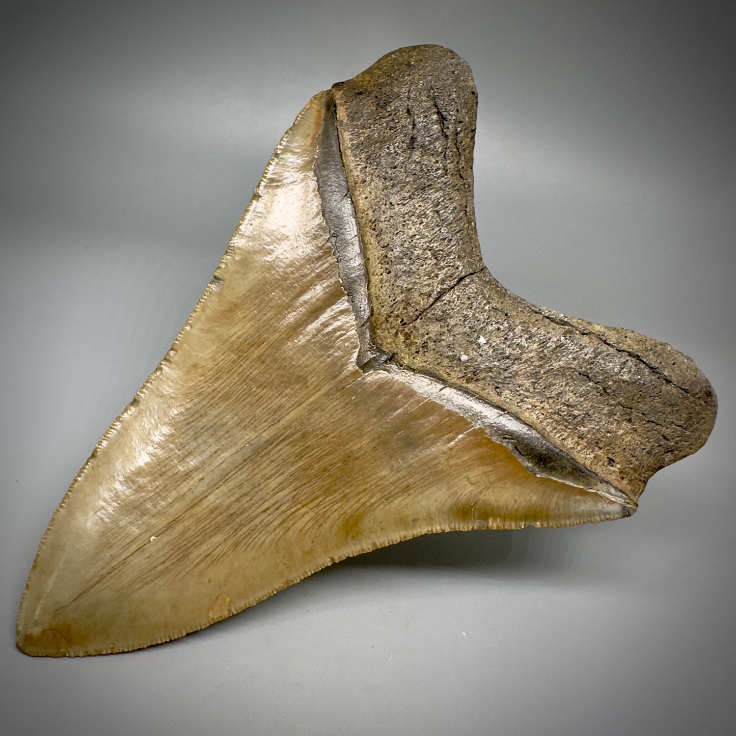 LARGE LOWER, serrated 5.94" Fossil Megalodon Tooth - Wilmington North Carolina CM5302 - Back Right