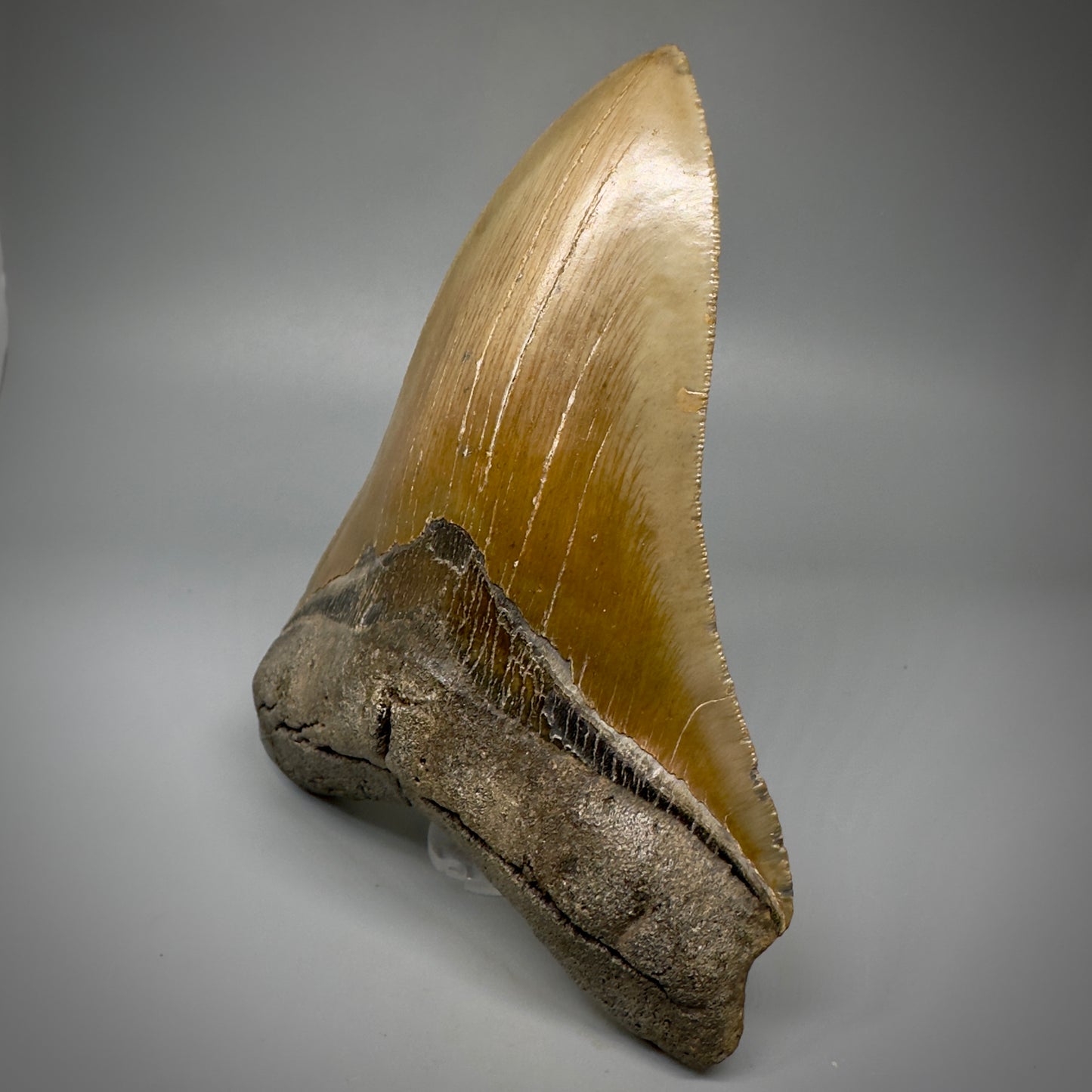 LARGE LOWER, serrated 5.94" Fossil Megalodon Tooth - Wilmington North Carolina