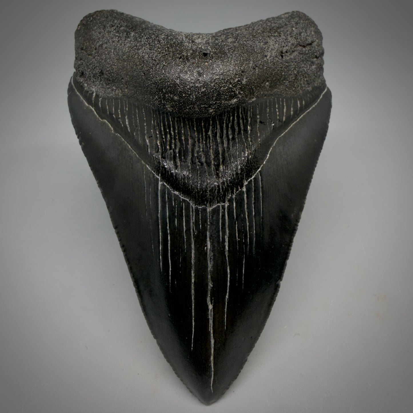 Jet Black, serrations 3.62" Megalodon Tooth from South Carolina