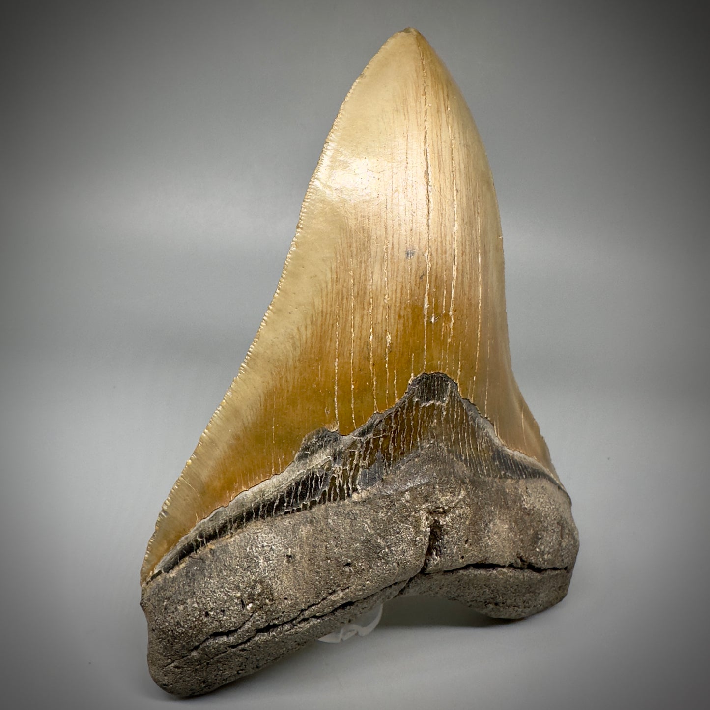 LARGE LOWER, serrated 5.94" Fossil Megalodon Tooth - Wilmington North Carolina