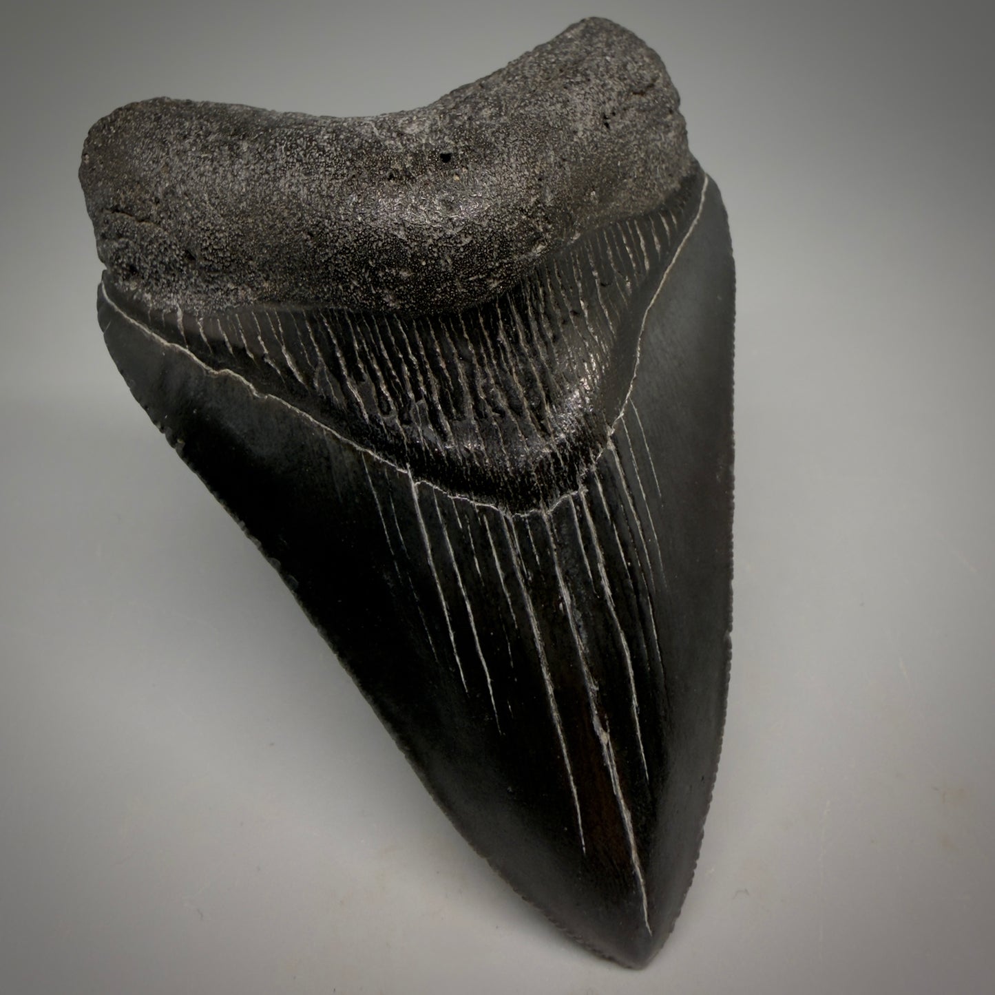 Jet Black, serrations 3.62" Megalodon Tooth from South Carolina