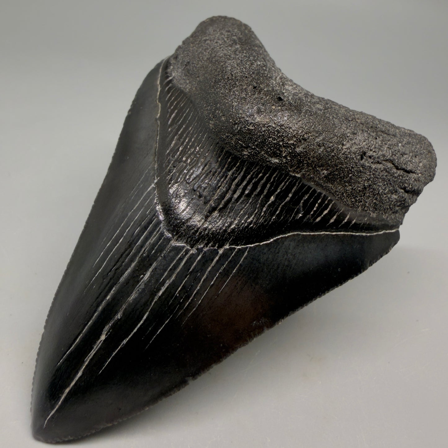 Jet Black, serrations 3.62" Megalodon Tooth from South Carolina