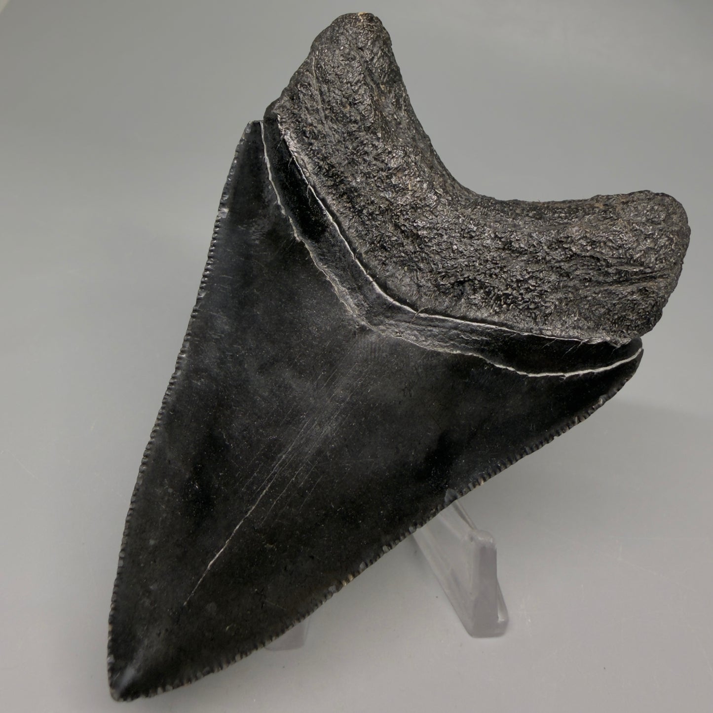 Jet Black, serrations 3.62" Megalodon Tooth from South Carolina