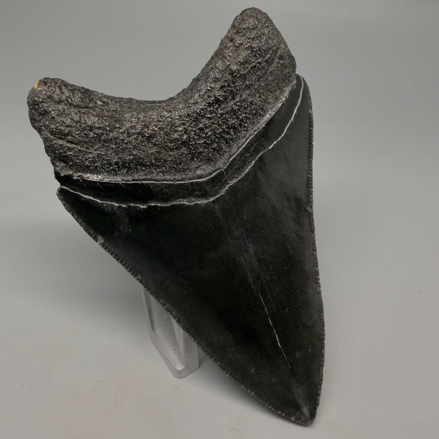 Jet Black, serrations 3.62" Megalodon Tooth from South Carolina
