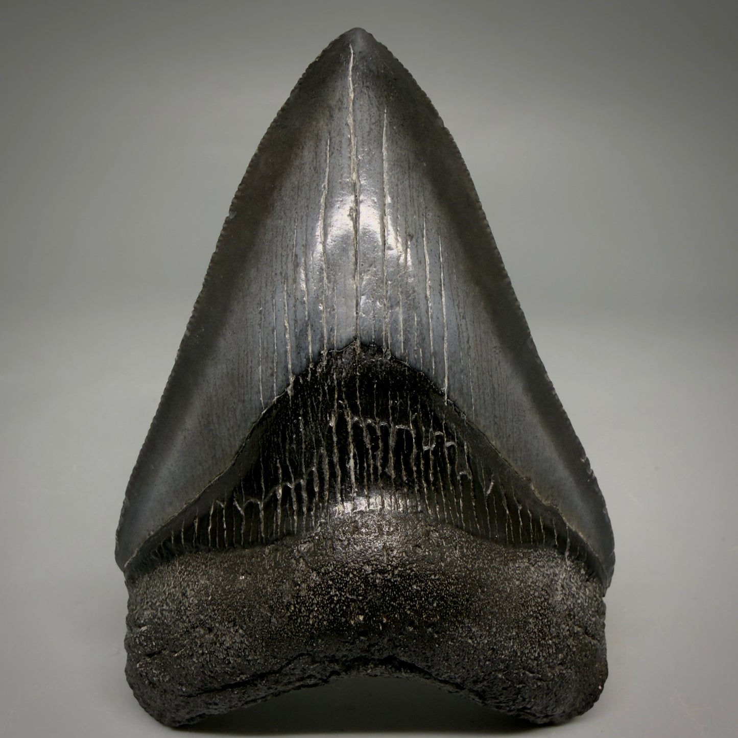 Jet Black, serrations 3.62" Megalodon Tooth from South Carolina