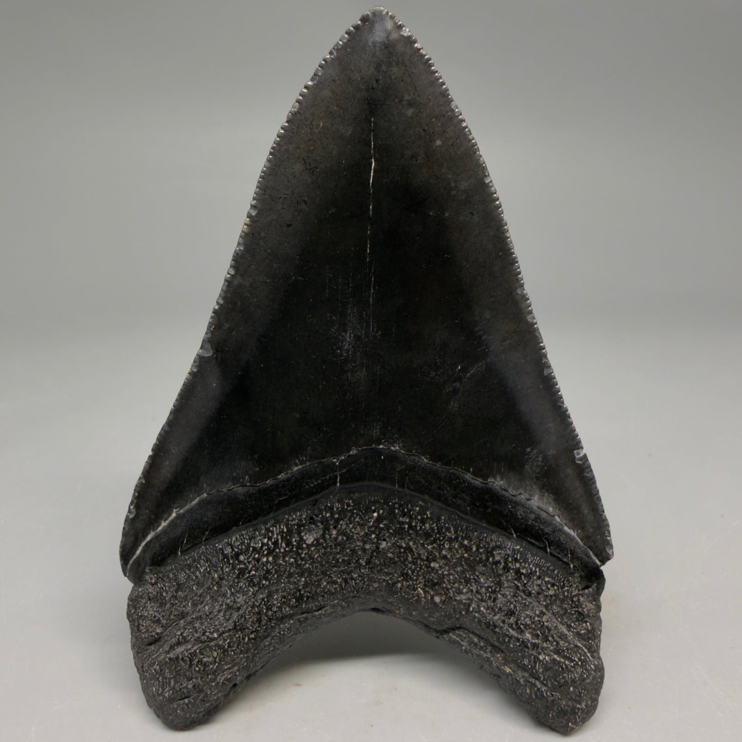 Jet Black, serrations 3.62" Megalodon Tooth from South Carolina